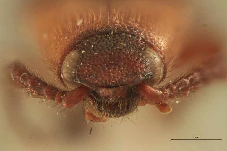 Priopus pellucidus F Plt F.jpg