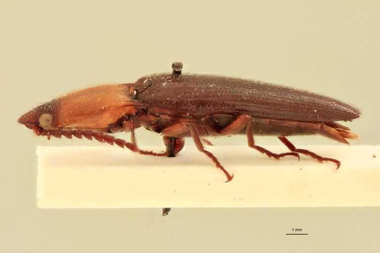 Priopus pellucidus F Plt L.jpg