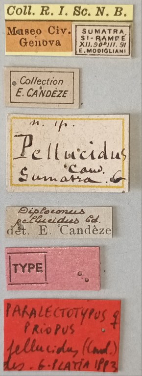 Priopus pellucidus F Plt Labels.jpg