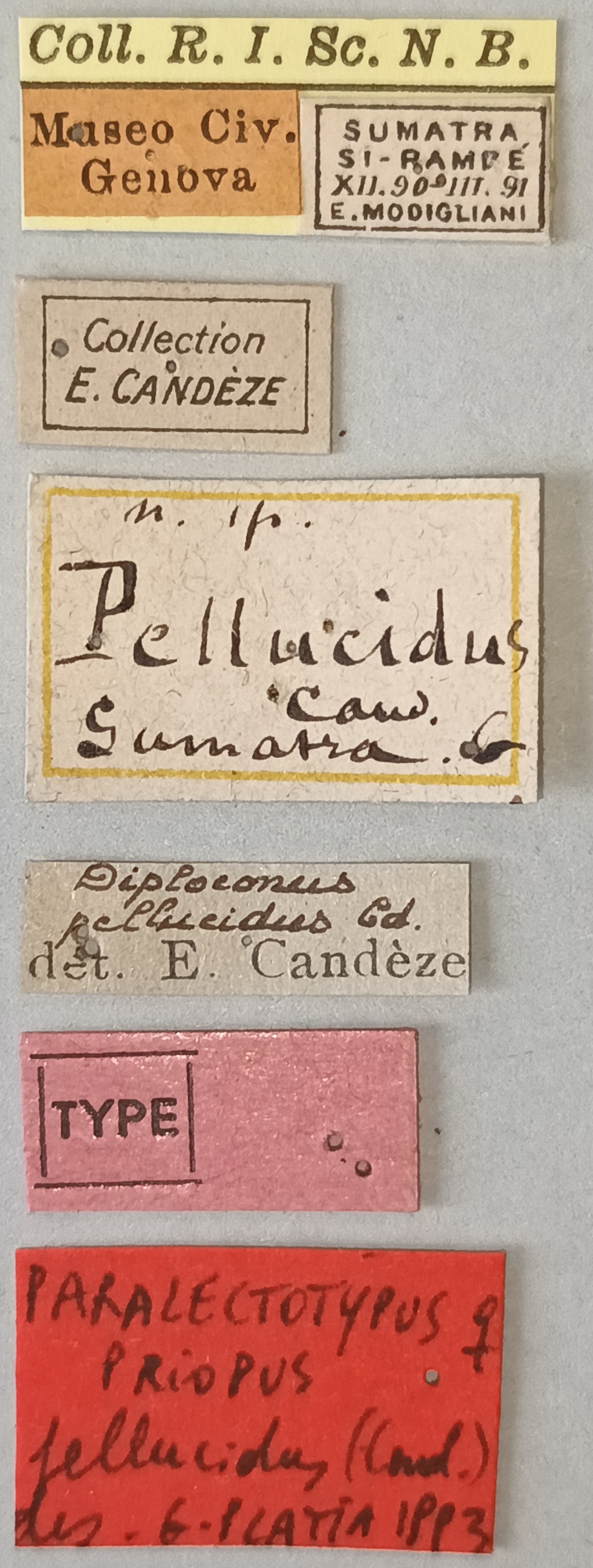 Priopus pellucidus F Plt Labels.jpg