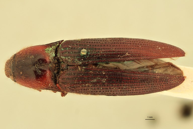 Priopus pseudospiloderus M Pt D.jpg