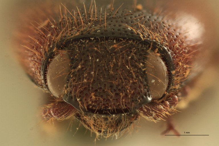 Priopus pseudospiloderus M Pt F.jpg