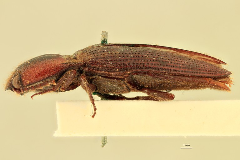 Priopus pseudospiloderus M Pt L.jpg