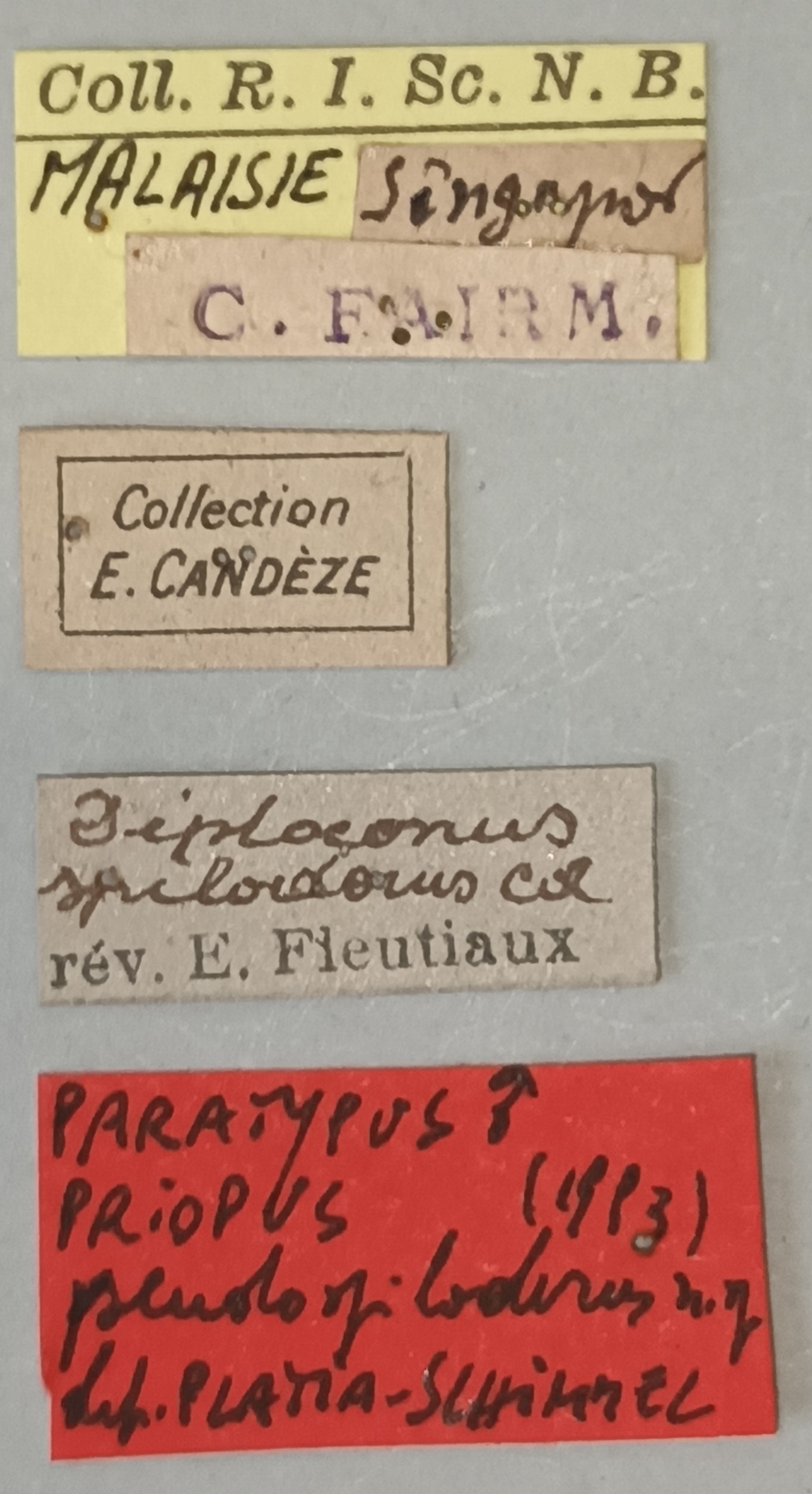Priopus pseudospiloderus M Pt Labels.jpg