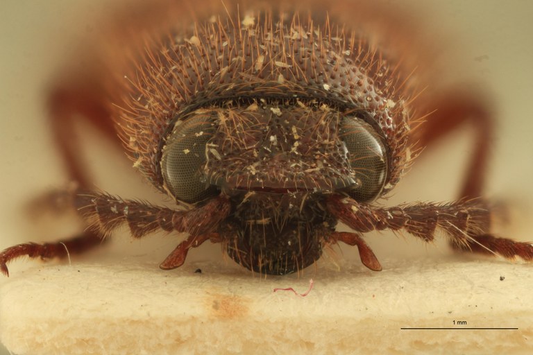 Priopus quatei M Pt F.jpg