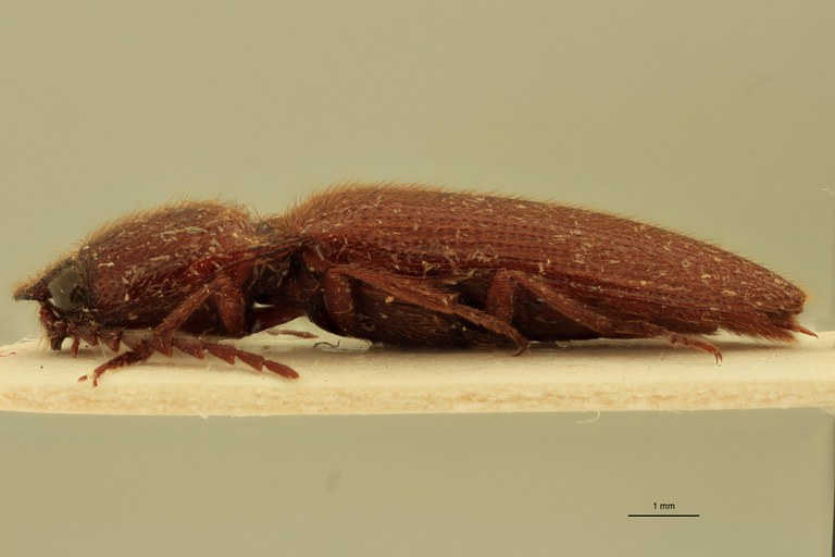 Priopus quatei M Pt L.jpg