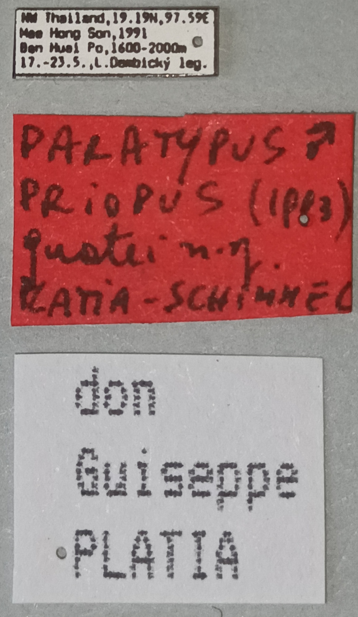 Priopus quatei M Pt Labels.jpg