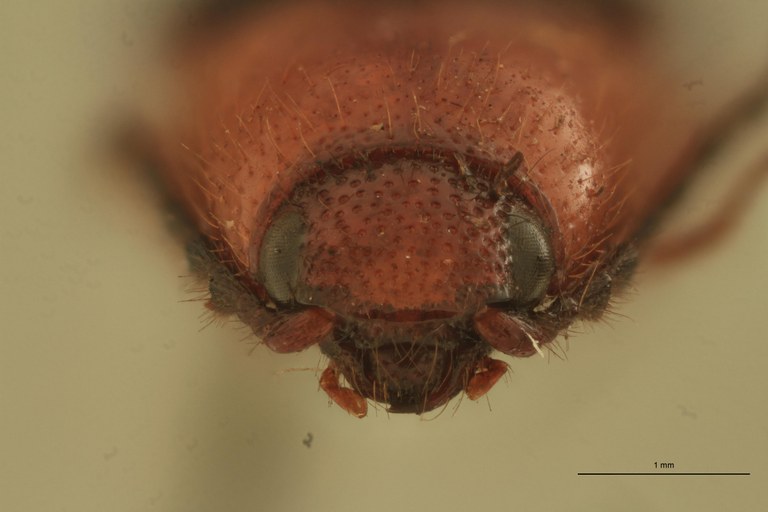 Priopus seminiger M Lt F.jpg