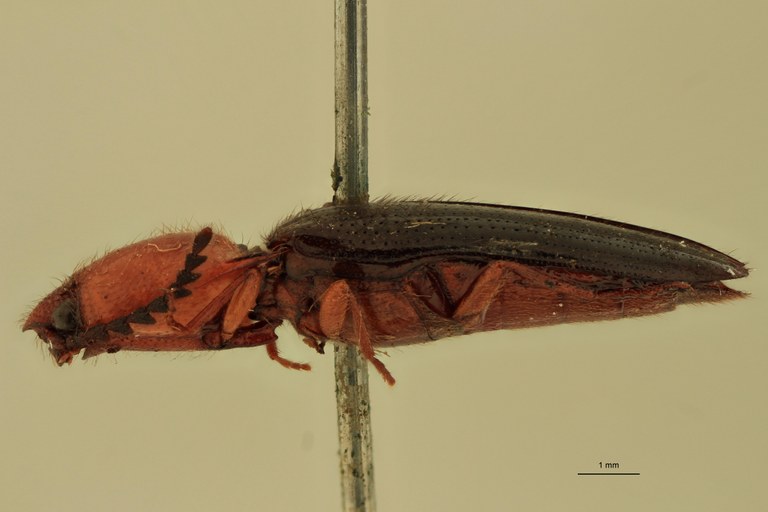 Priopus seminiger M Lt L.jpg