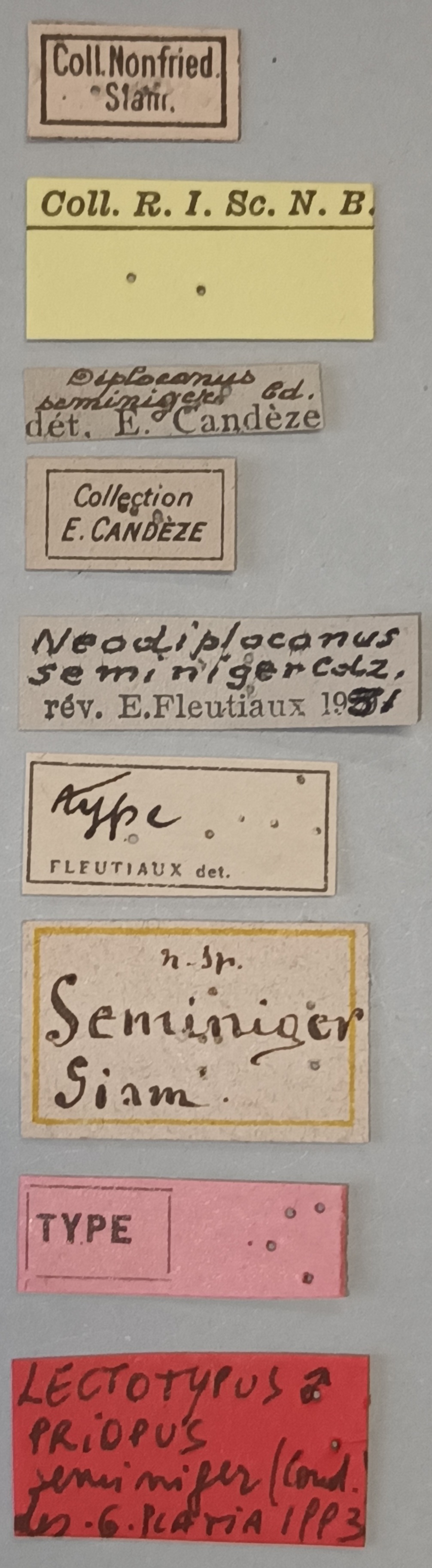 Priopus seminiger M Lt Labels.jpg