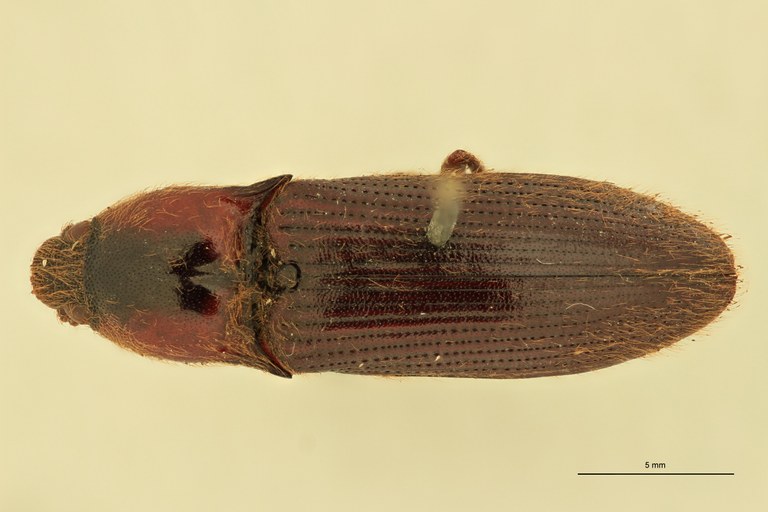 Priopus spiloderus F Plt D.jpg