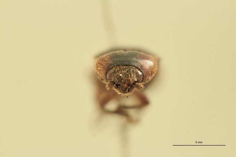 Priopus spiloderus F Plt F.jpg