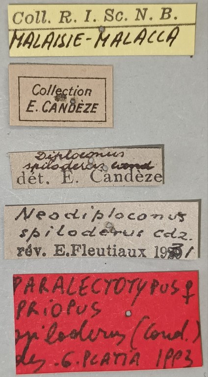 Priopus spiloderus F Plt Labels.jpg