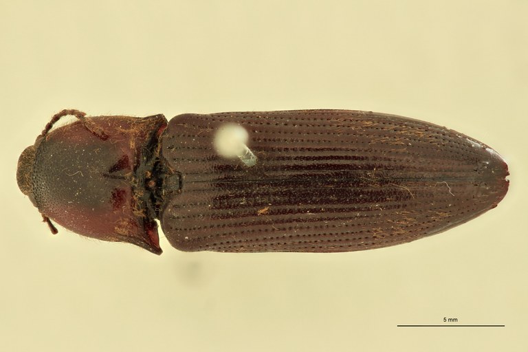 Priopus spiloderus F Lt D.jpg