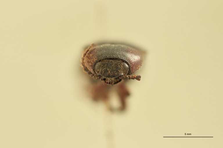 Priopus spiloderus F Lt F.jpg