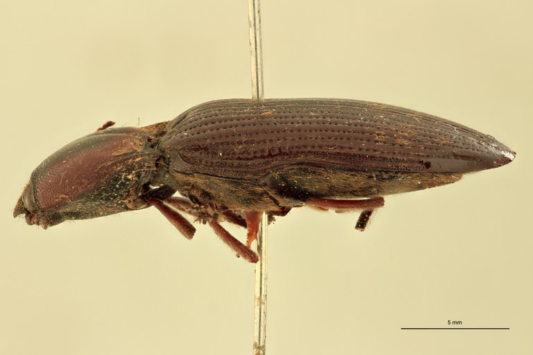 Priopus spiloderus F Lt L.jpg