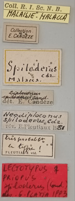 Priopus spiloderus F Lt Labels.jpg