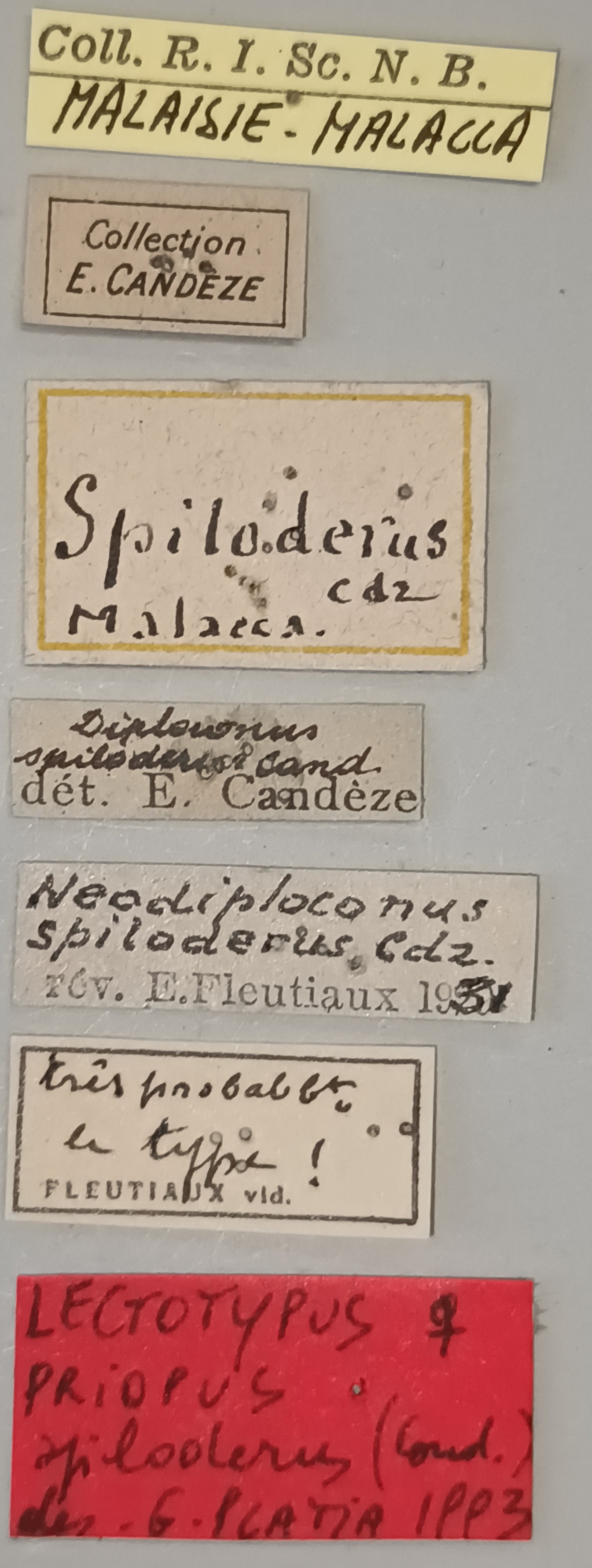 Priopus spiloderus F Lt Labels.jpg