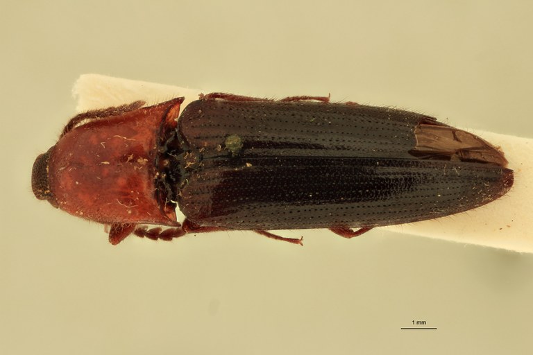 Priopus tersus F Lt D.jpg