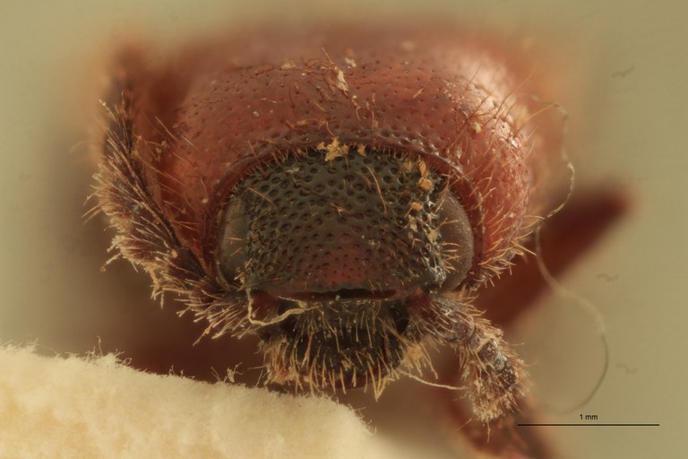 Priopus tersus F Lt F.jpg