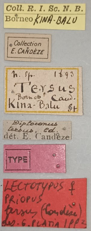 Priopus tersus F Lt Labels.jpg