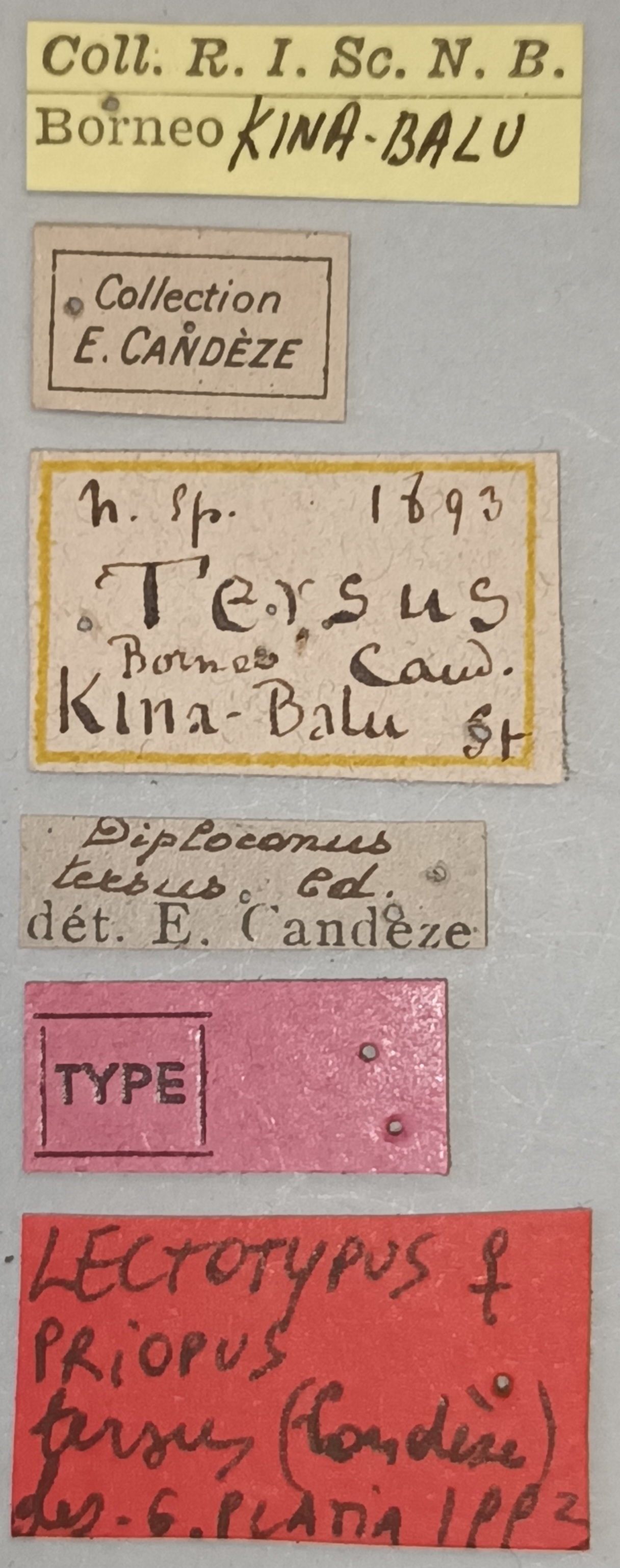 Priopus tersus F Lt Labels.jpg