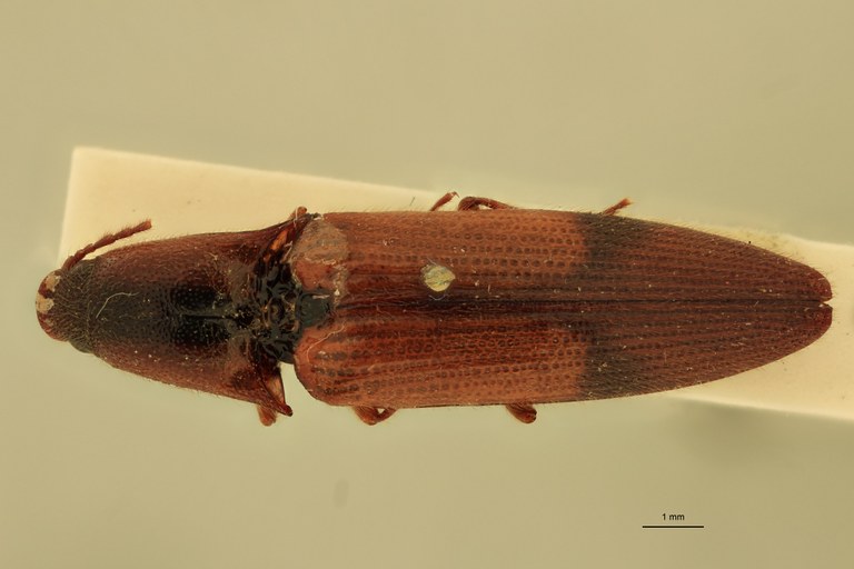 Priopus tricolor F Lt D.jpg