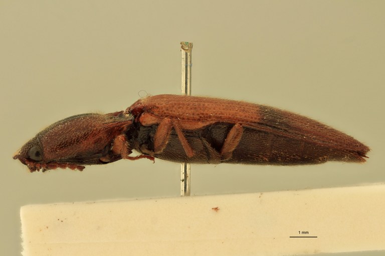 Priopus tricolor F Lt L.jpg