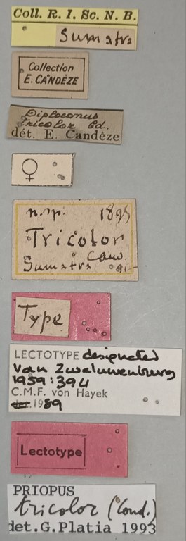 Priopus tricolor F Lt Labels.jpg