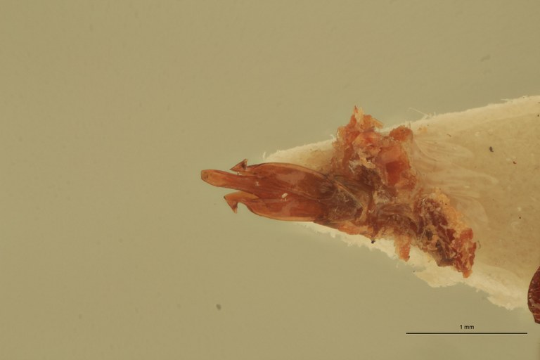 Priopus umbilicatus M Lt Aedeagus.jpg