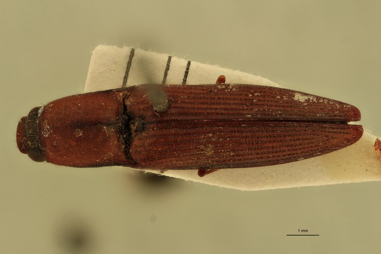 Priopus umbilicatus M Lt D.jpg