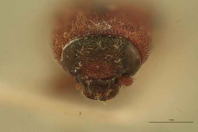 Priopus umbilicatus M Lt F.jpg