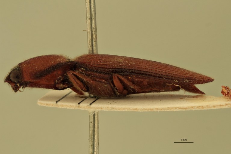 Priopus umbilicatus M Lt L.jpg
