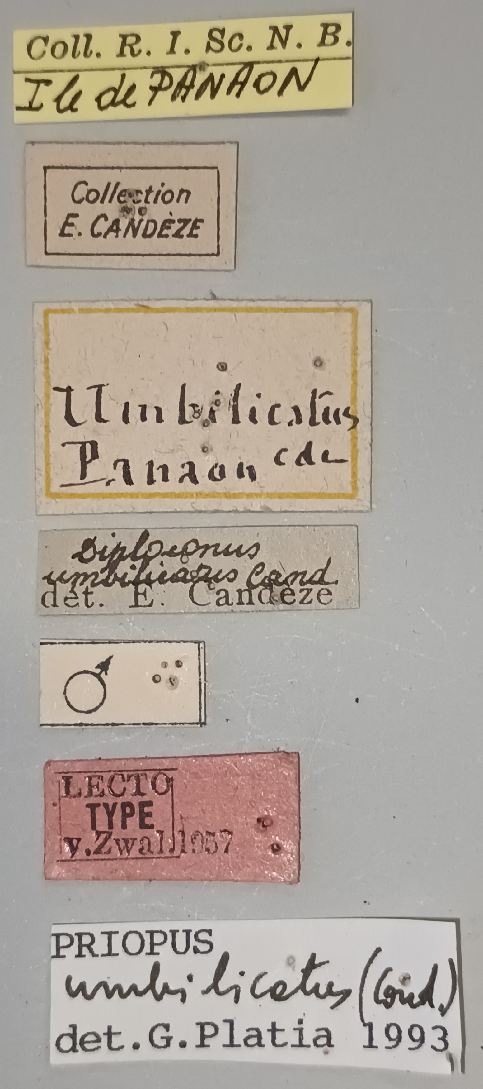 Priopus umbilicatus M Lt Labels.jpg