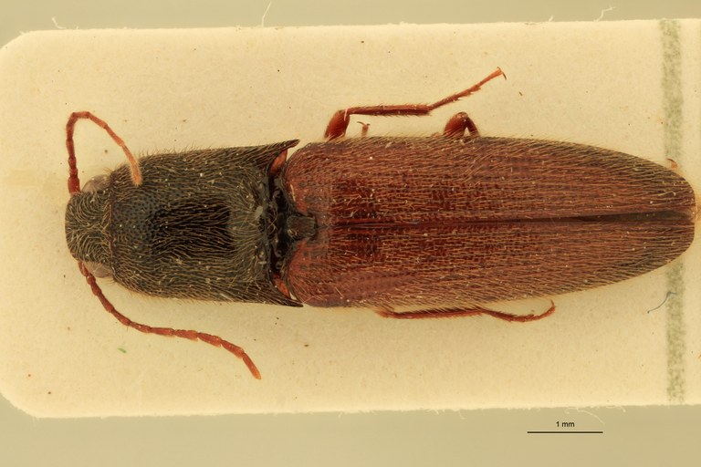 Priopus wallacei M Pt D.jpg