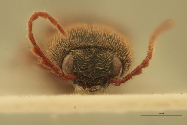 Priopus wallacei M Pt F.jpg