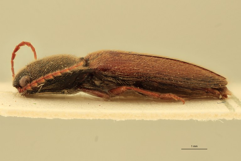 Priopus wallacei M Pt L.jpg