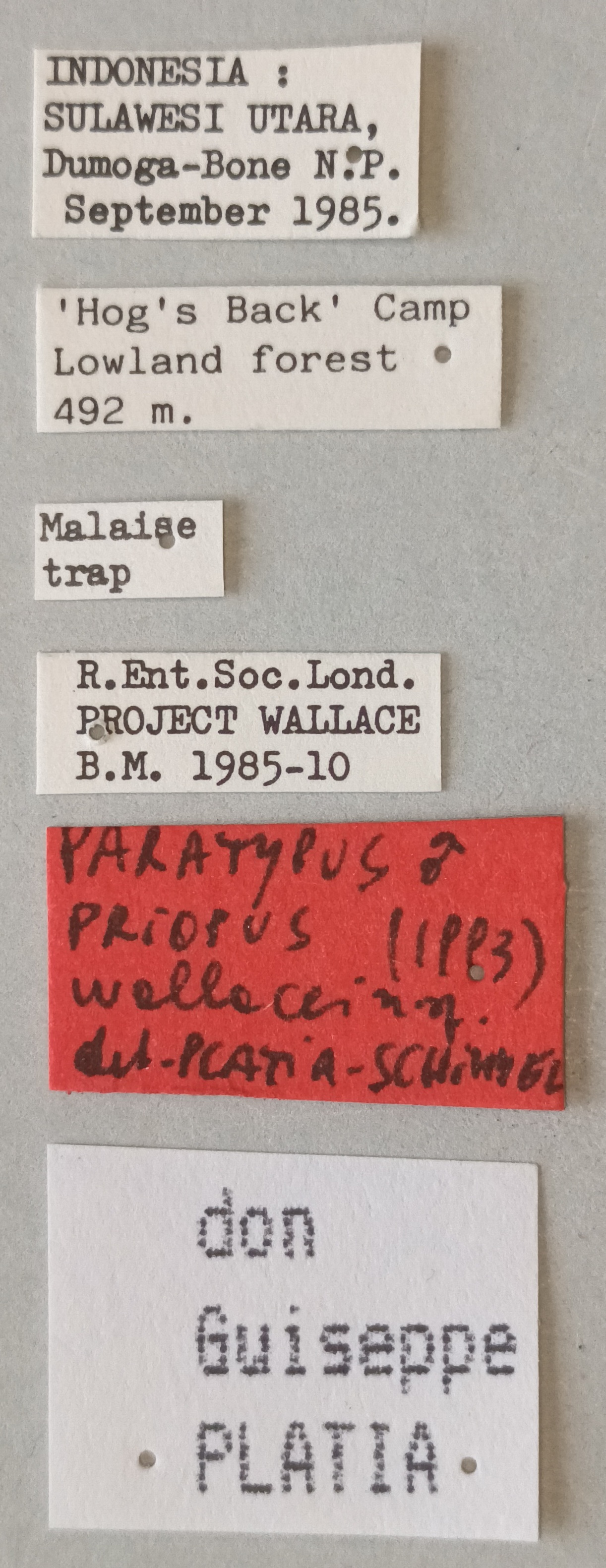Priopus wallacei M Pt Labels.jpg