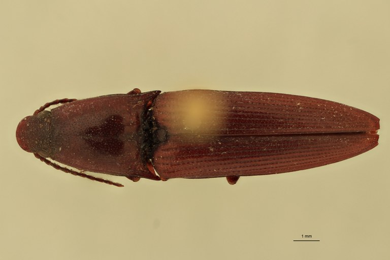 Priopus waterstradti F Pt D.jpg