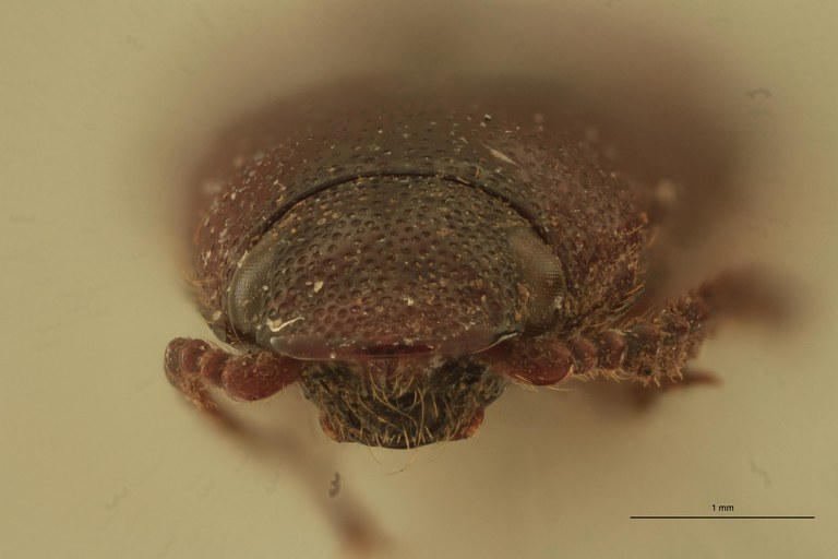 Priopus waterstradti F Pt F.jpg