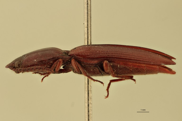 Priopus waterstradti F Pt L.jpg