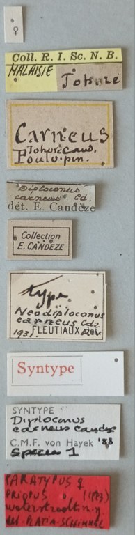 Priopus waterstradti F Pt Labels.jpg