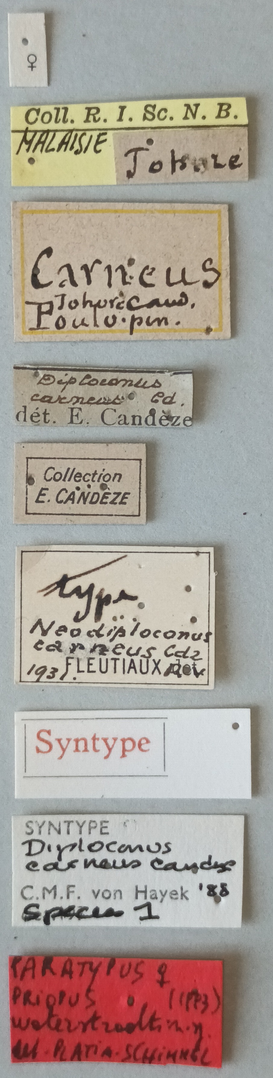 Priopus waterstradti F Pt Labels.jpg