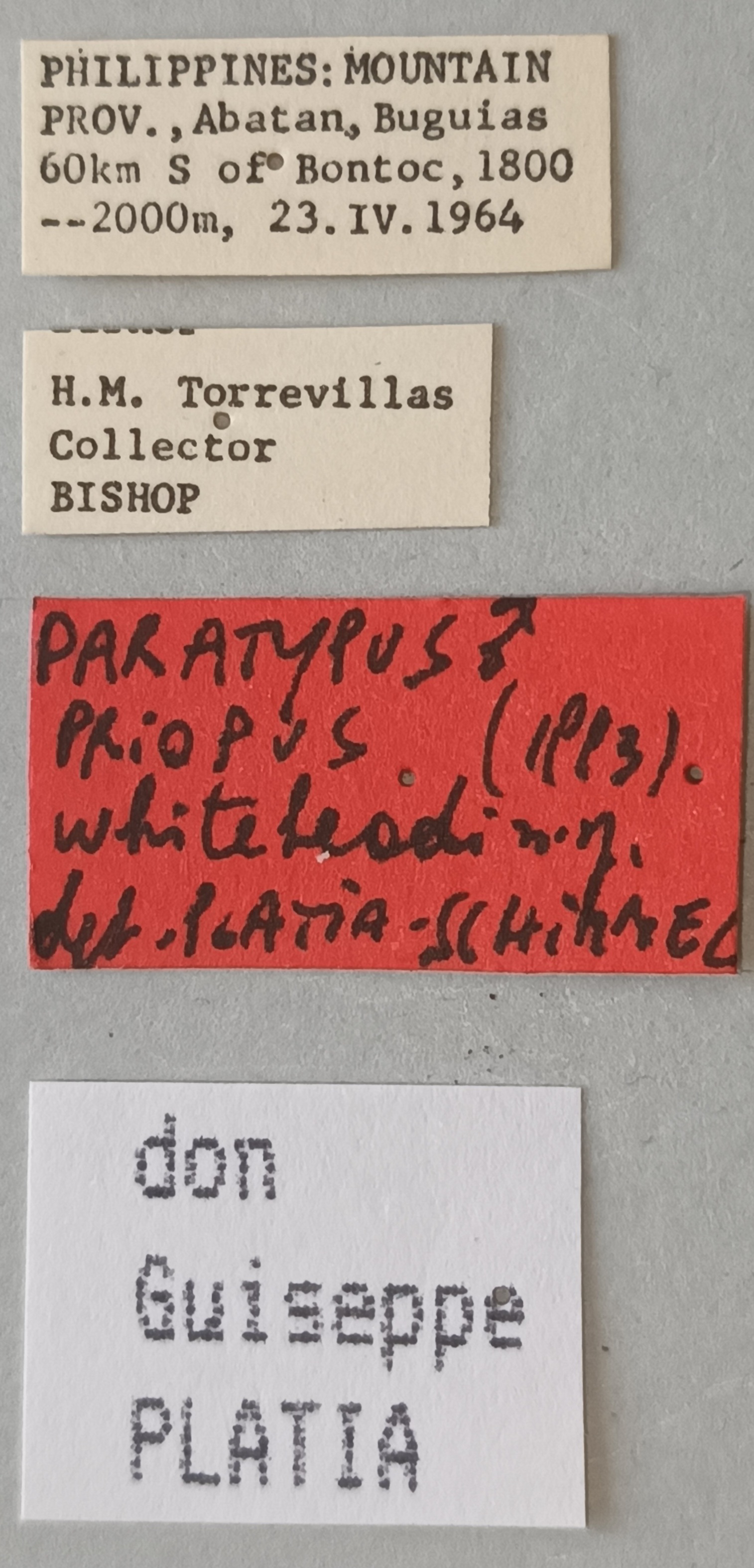 Priopus whiteheadi M Pt Labels.jpg