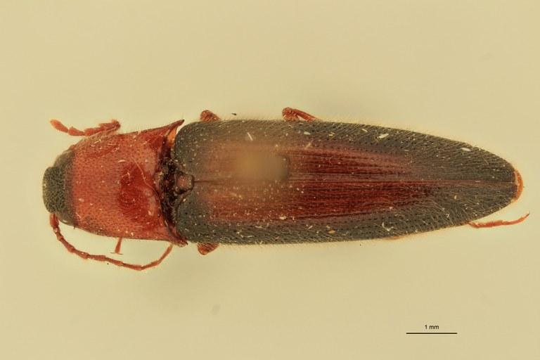 Priopus whiteheadi M Pt D.jpg