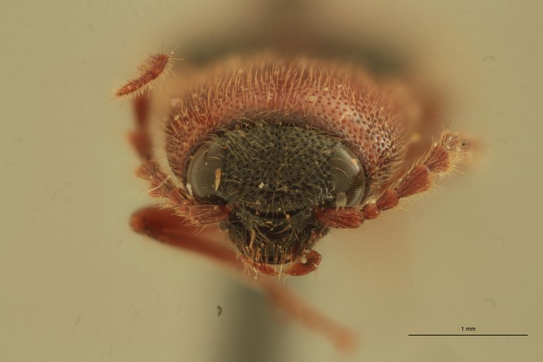 Priopus whiteheadi M Pt F.jpg