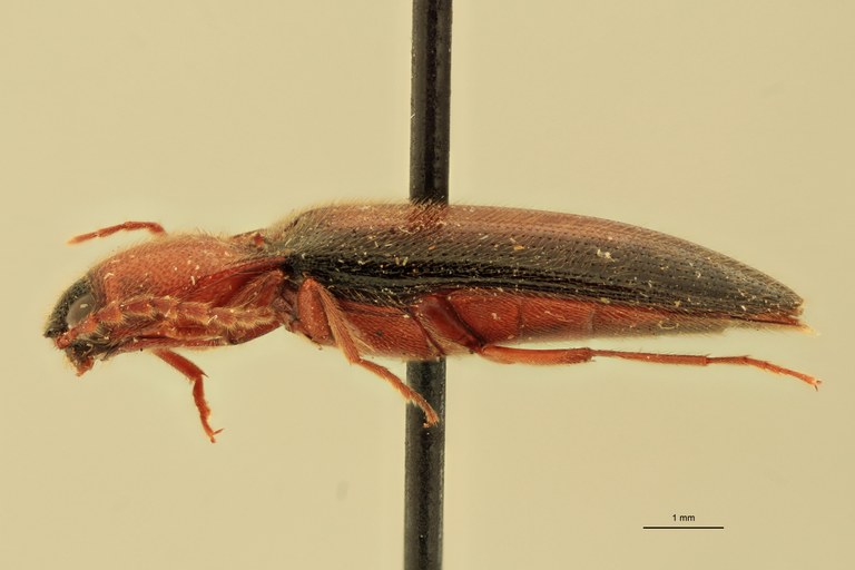 Priopus whiteheadi M Pt L.jpg