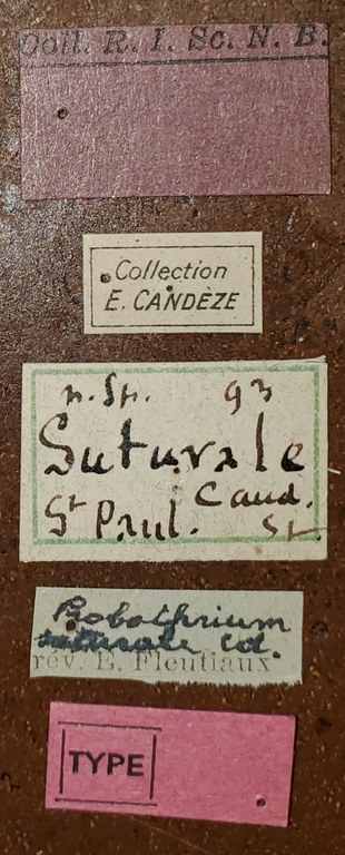 Probothrium suturale T Labels.jpg