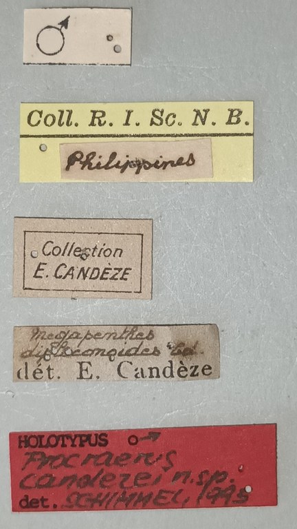 Procraerus candezei M Ht Labels.jpg Procraerus candezei M Ht Labels.jpg