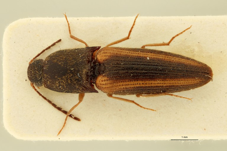 Procraerus corpusculus M Pt D.jpg Procraerus corpusculus M Pt D.jpg
